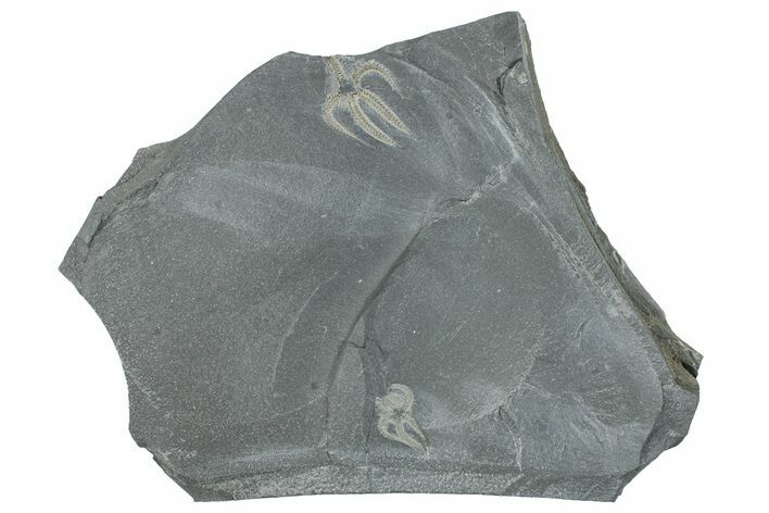 Two Ordovician Brittle Stars (Ophiura) - Morocco #290624